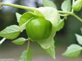 tomatillo 